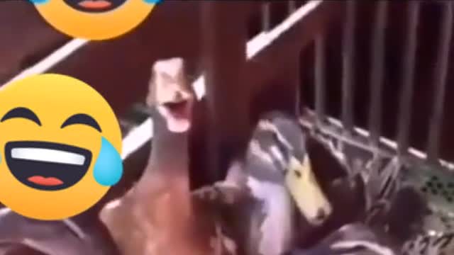 funny duck