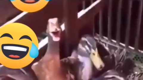 funny duck
