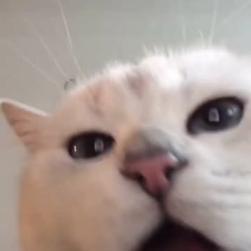 Food bowl karaoke. It’s a thing.