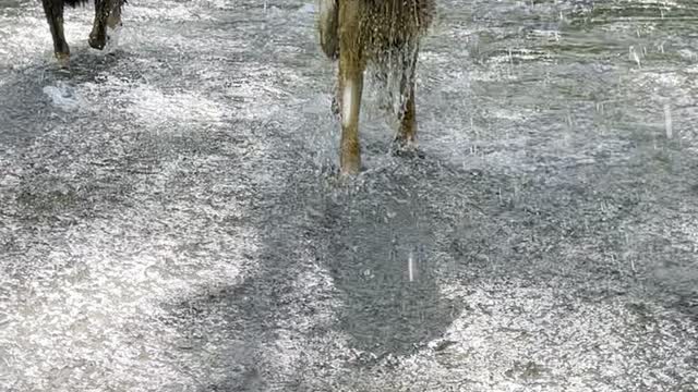 Mya the German Shepherd Biffs it in Creek