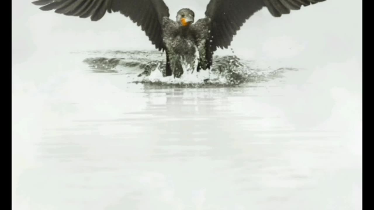 Wildlife in closer view with a natural perspective.