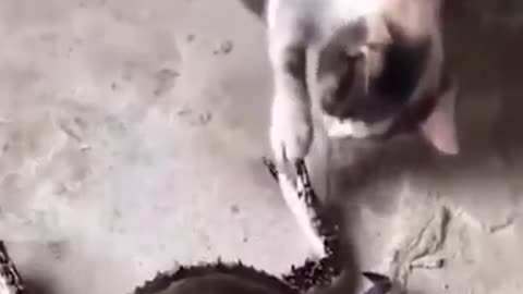 Funniest Cats and Dogs Animal Videos # 9 | Funny