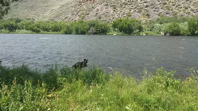 Lexie in the Madison river