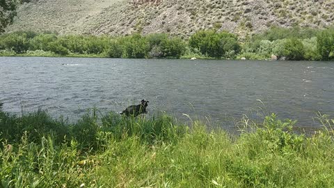 Lexie in the Madison river