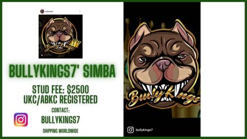 BullyKings7' Simba at Stud