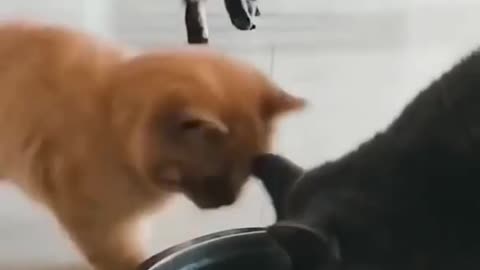Cat Funny video 😂 I feel so good just looking at them😍😂
