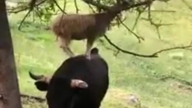 A Goat on Top of A cow and Eating From Tree Funny Video shorts