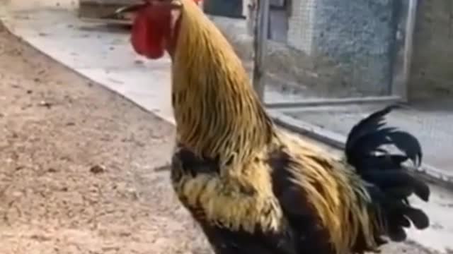 Full funny cook