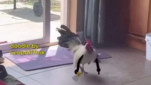 #funnyvideo #animals #fyp
