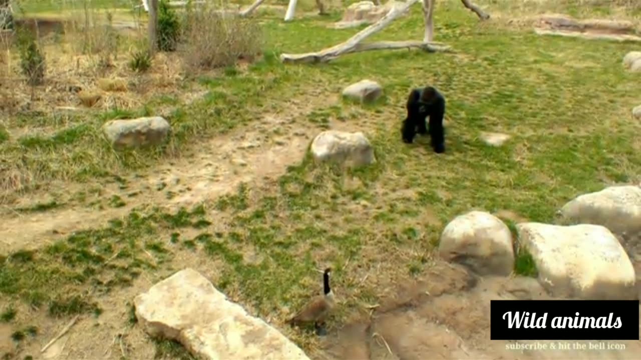 Wild animals