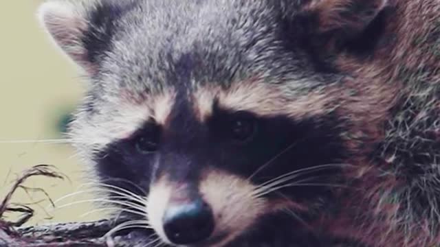 Cute pet cure is a raccoon