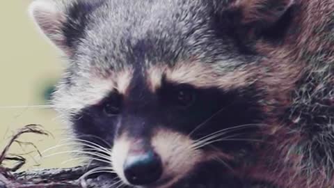 Cute pet cure is a raccoon