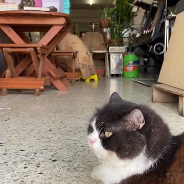 Watch a home keeper cat