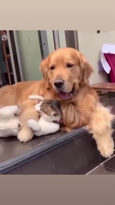 Cat don't want to be hugged by dog