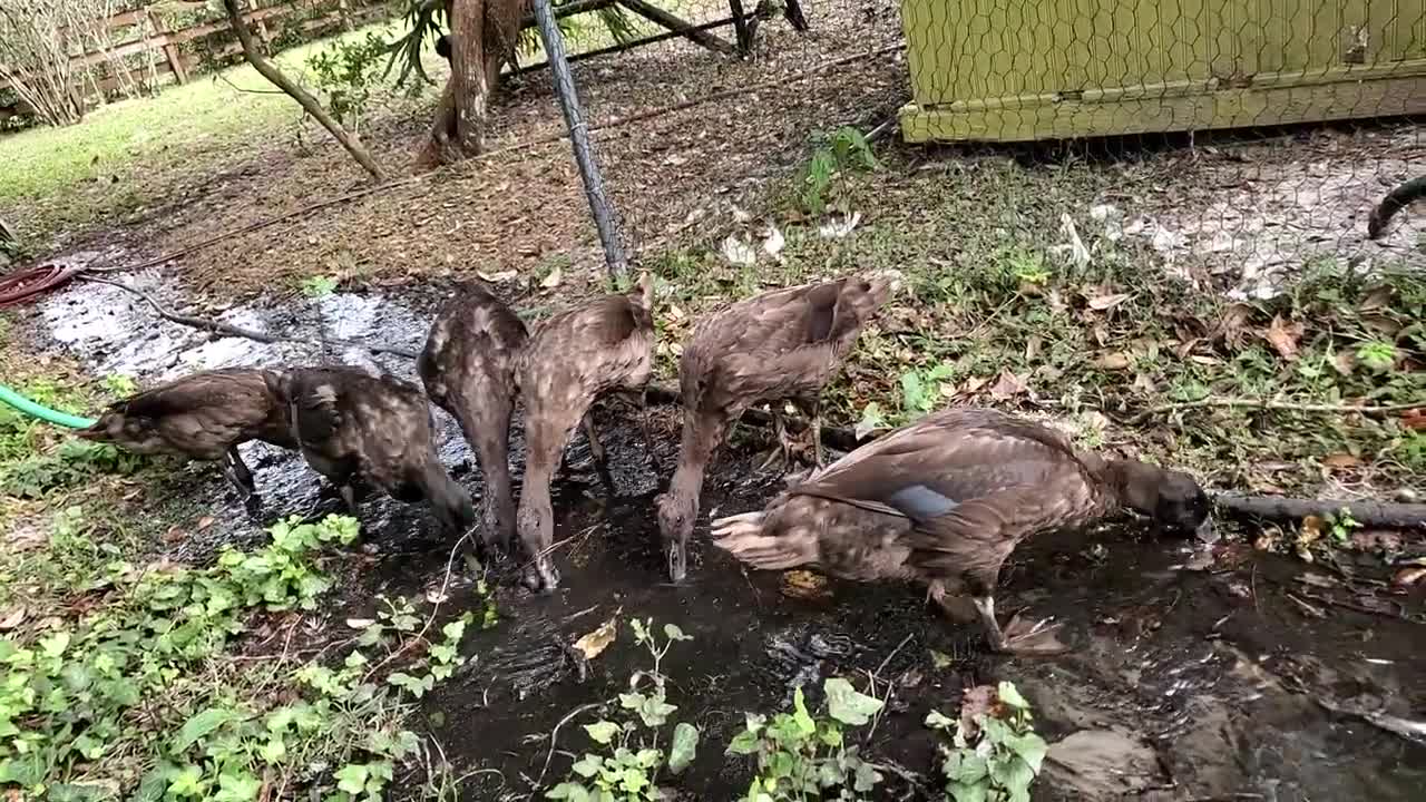 Water Fun for Duckies