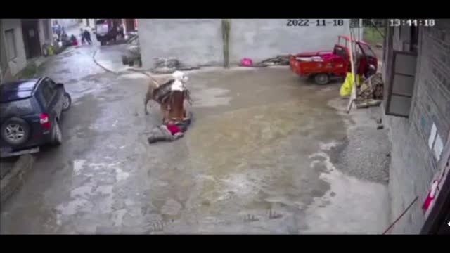 Bull attacks man in Wuhan