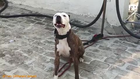 Dog