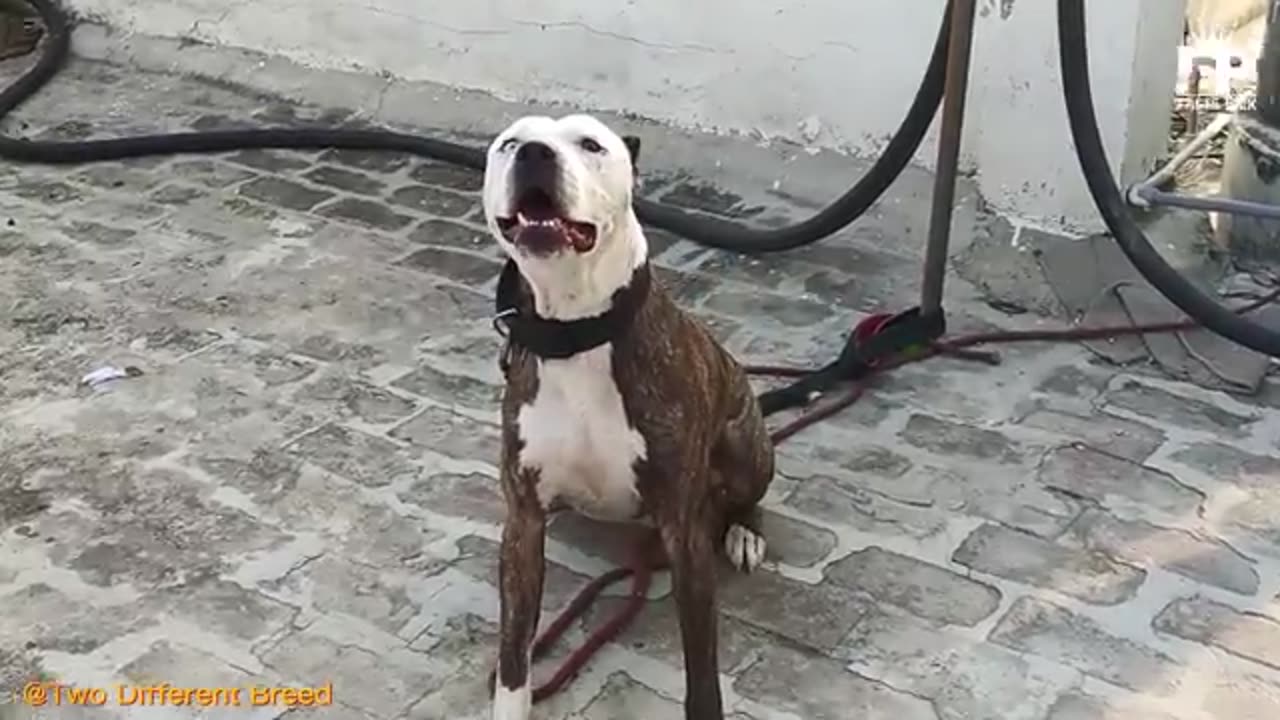 Dog