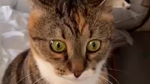 Cute cats and beautiful eyes😍 Cute cat video #shorts