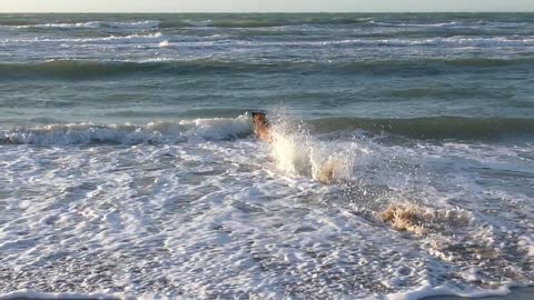 Dog, dog and sea