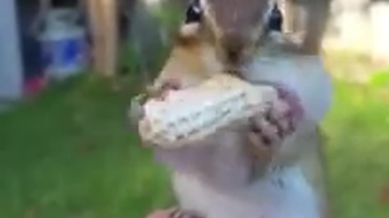 # so funny cquirrel Short video#