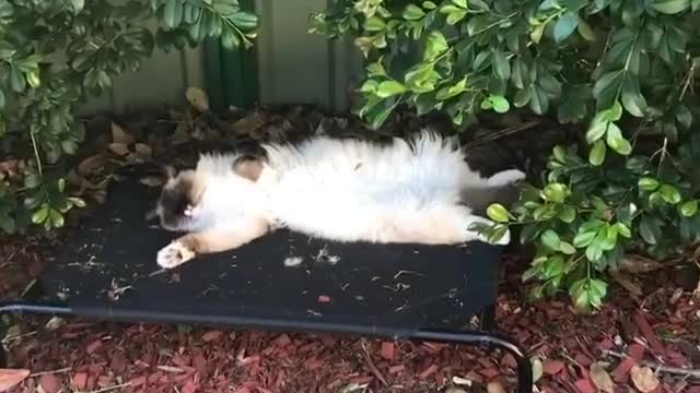 A cat that sleeps outdoors