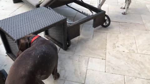 A Great Dane tries to be persuaded by this dog to get into a pool.