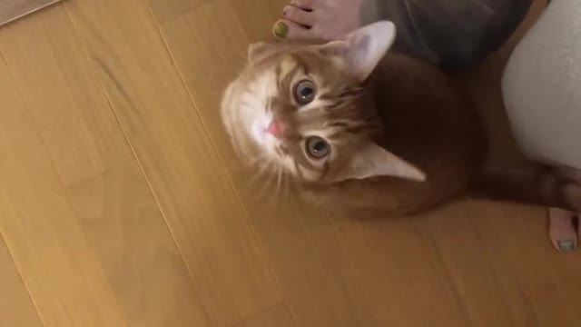 ごはんの叫びです #猫 #ねこ好き #にゃんすたぐらむ