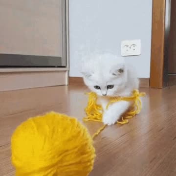Cute Cat Gif
