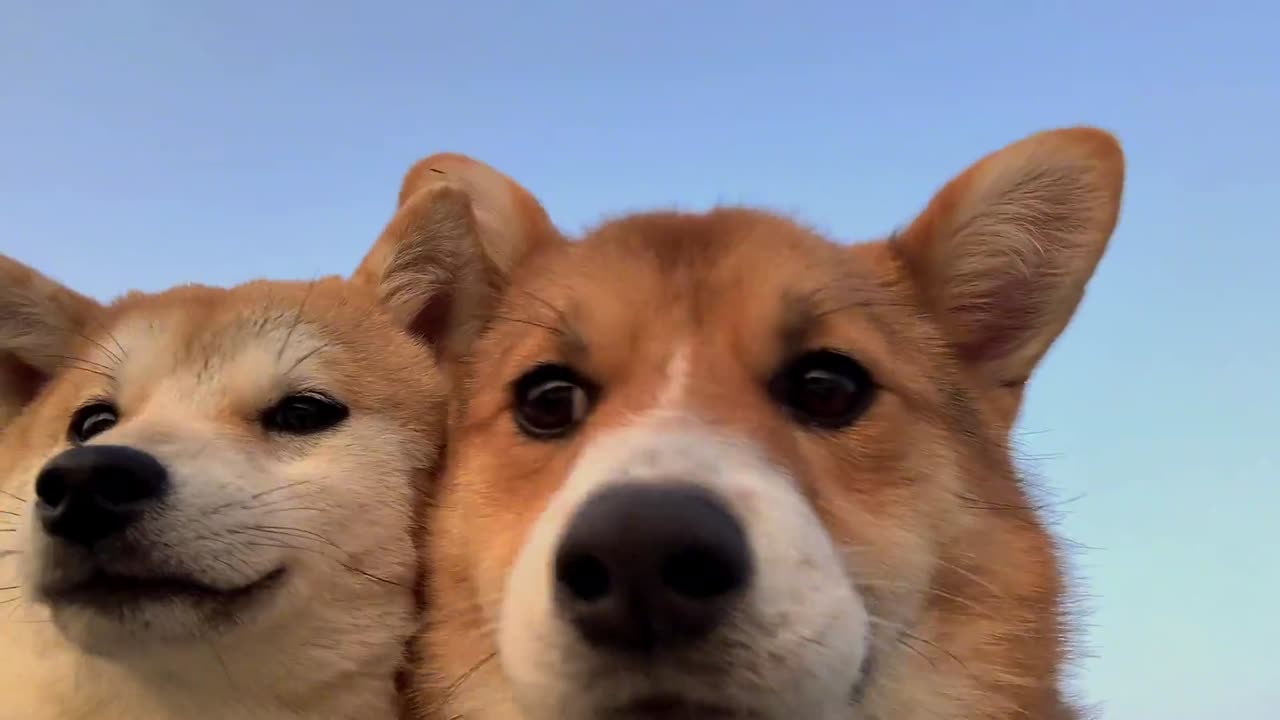 Two corgi friends