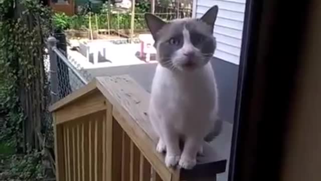 Yelling funny cat