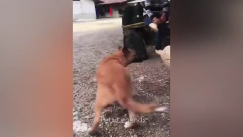 Funny animal