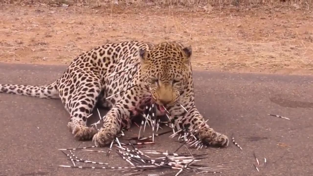 Baboon's Fatal Mistake! Baboons Kidnaps Lion Cub And The Savage Revenge Of Lion Family