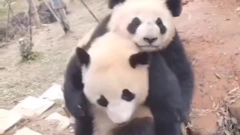 Cutest moment panda 🐼 in the park area