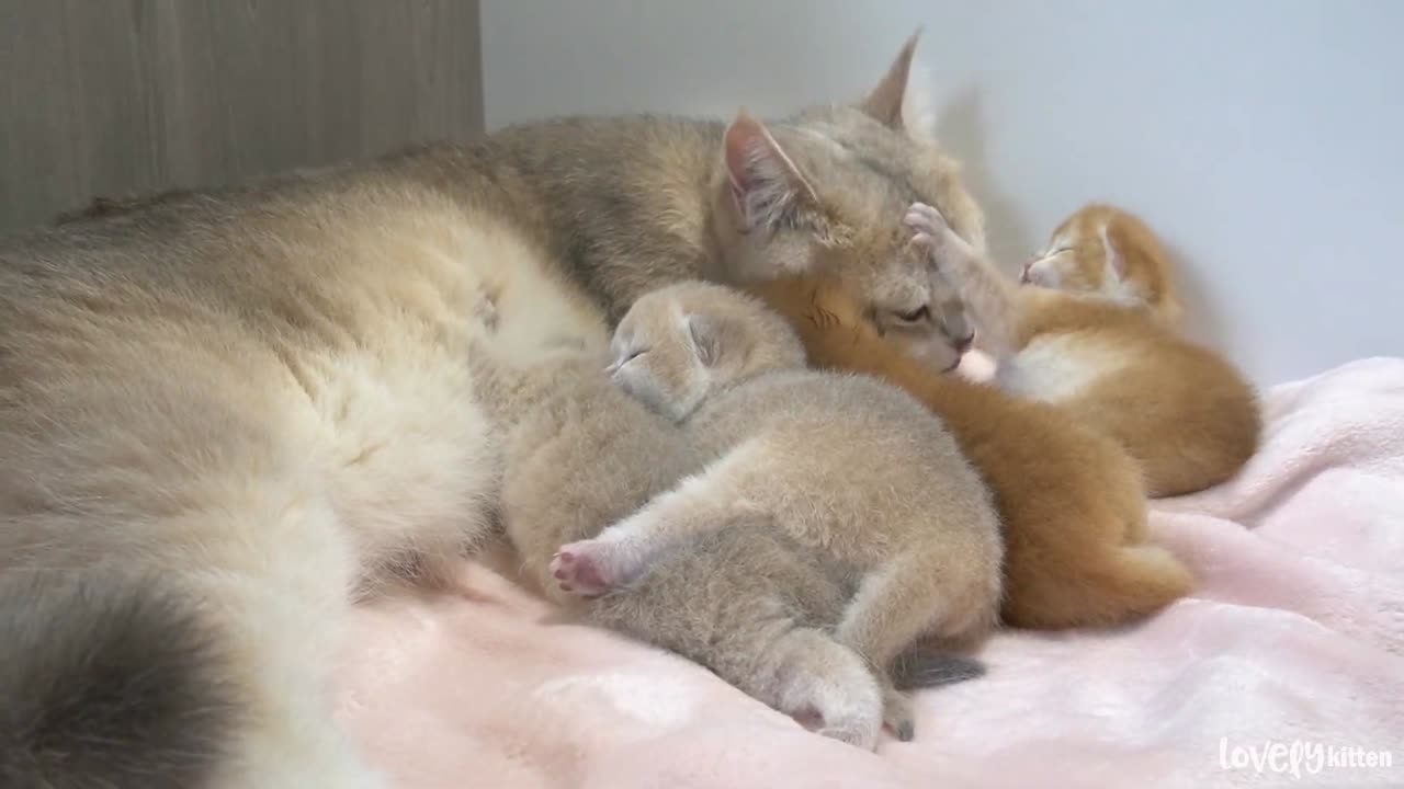 Mom cat clumsily carries all her kittens back the nest and wash them