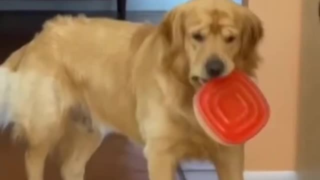 funny animal,cute dog,funny animals,funny animal videos,cute dogs,