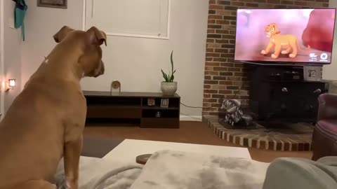 *WATCH* “Sympathizing with Simba” Our pitbull’s AMAZING reaction to Mufasa’s death in The Lion King