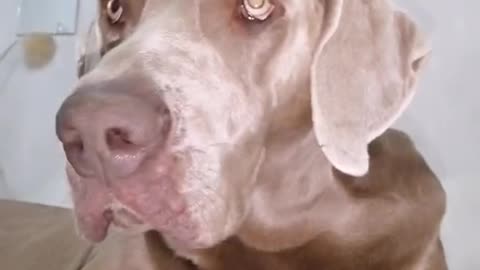 keep a dog to please