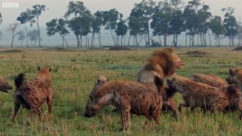 Lion Trapped by Clan of Hyenas