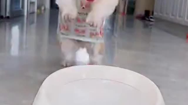 Cat Best Friends Is The Best Thing You'll See All Day