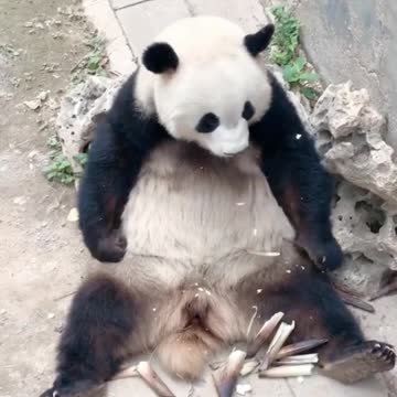 Eat ~ what do magical animals eat