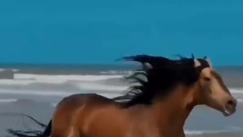 Horses