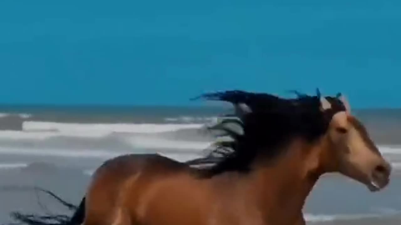 Horses