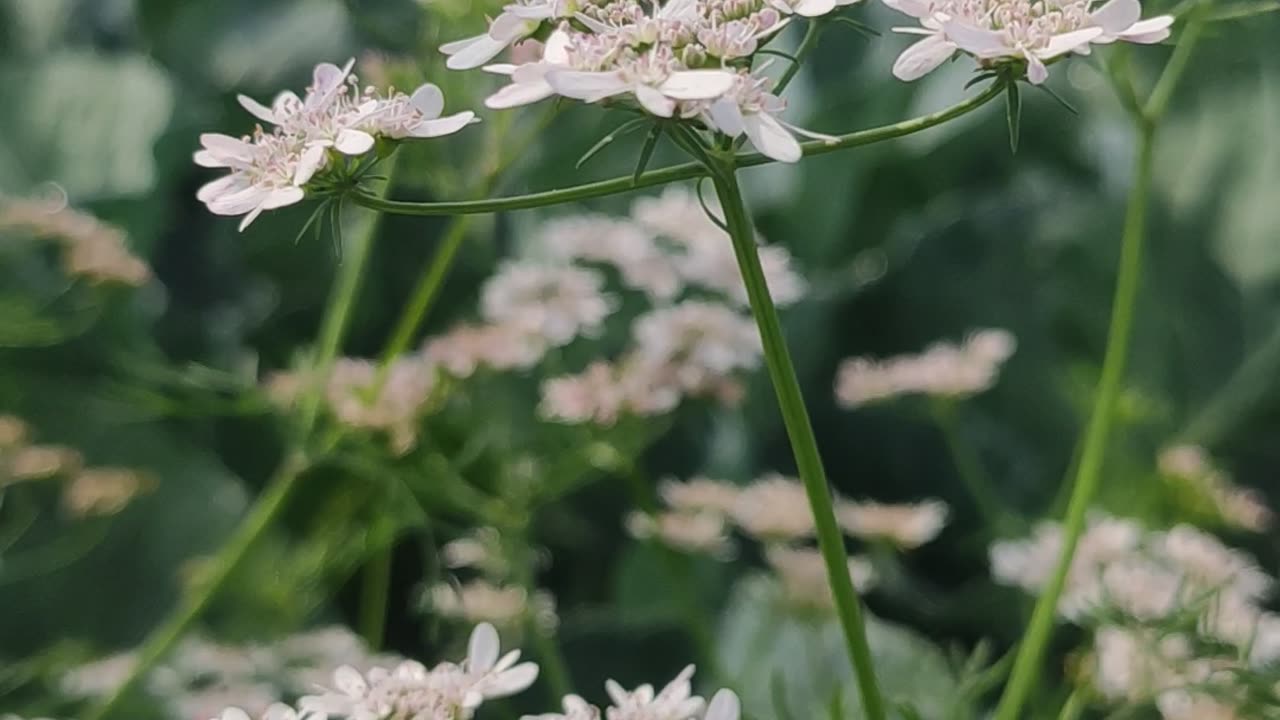 Coriander flower