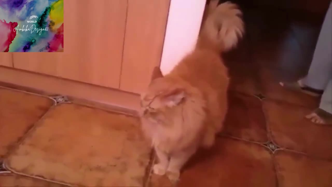 Funny Cats And Kittens Meowing Compilation 2023 || NEW #shorts