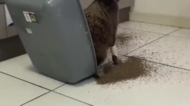 Cat junggle