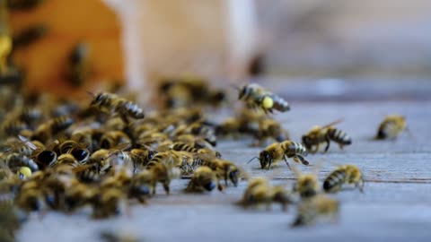 Flying bees