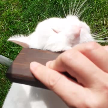 Cat Hairdressing Day