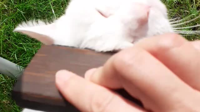 Cat Hairdressing Day