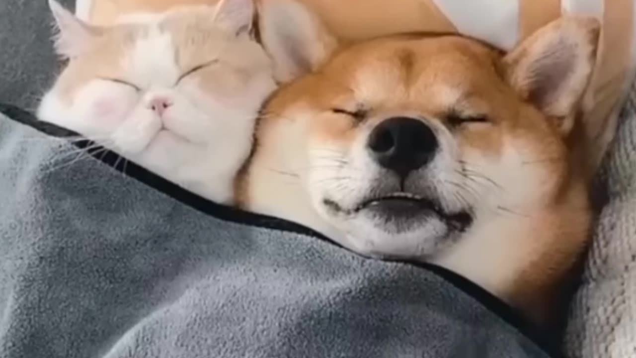 Unlikely Friendship । Cat and dog duo video